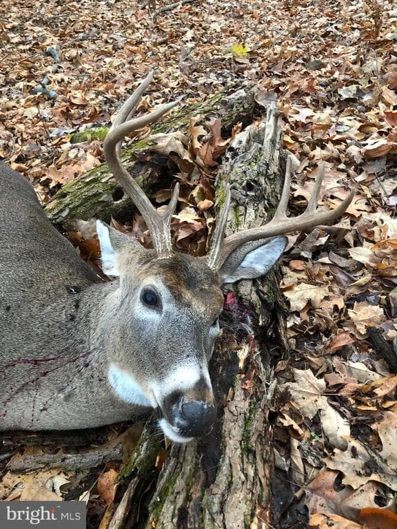 299 +/ Acres off of Pond Hill Rd, McCoole, MD