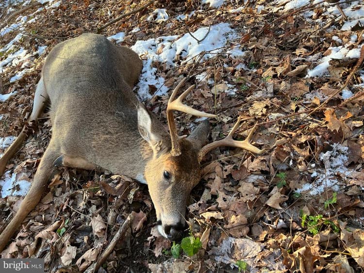 299 +/ Acres off of Pond Hill Rd, McCoole, MD