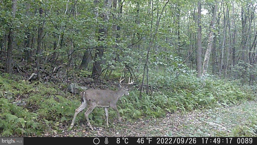 Property photo #2 for 40+/- Acres S Valley Rd, Crystal Spring, PA 15536