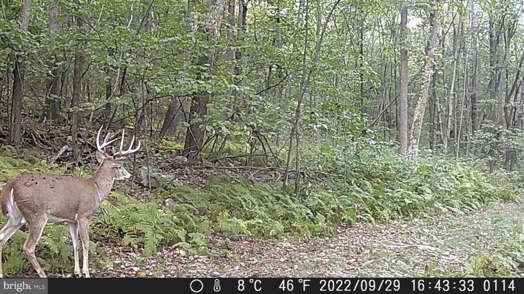 Property photo #4 for 40+/- Acres S Valley Rd, Crystal Spring, PA 15536