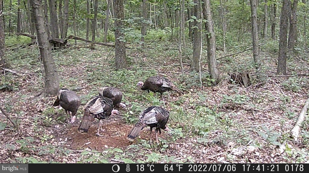Property photo #5 for 40+/- Acres S Valley Rd, Crystal Spring, PA 15536