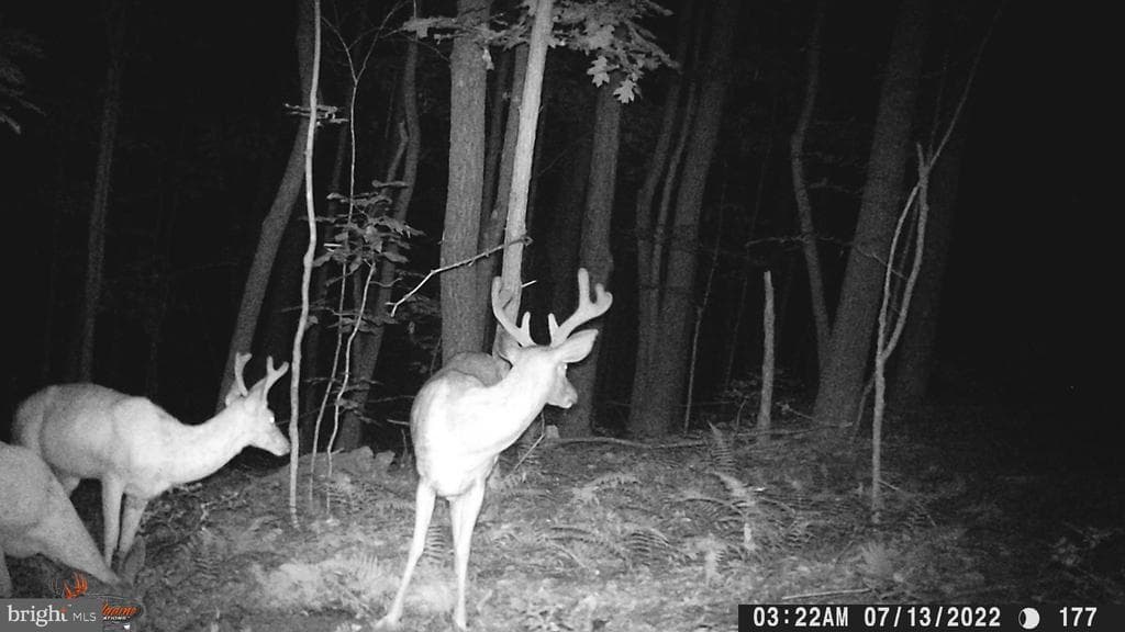 Property photo #6 for 40+/- Acres S Valley Rd, Crystal Spring, PA 15536