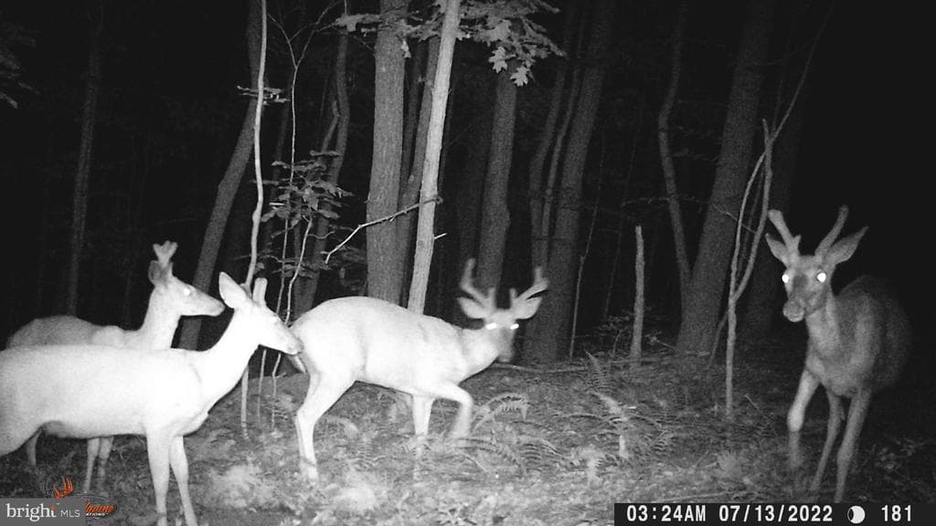 Property photo #7 for 40+/- Acres S Valley Rd, Crystal Spring, PA 15536