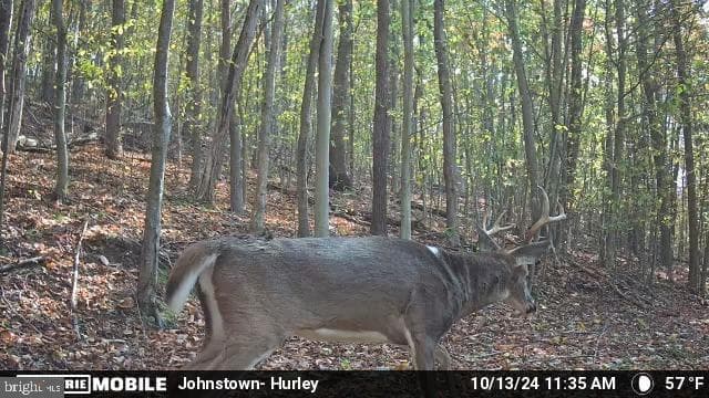 Property photo #101 for 170.2+/- Acres Coon Ridge Rd, Johnstown, PA 15901