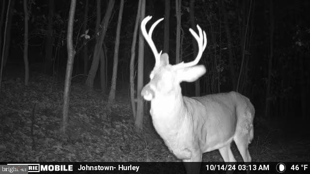 Property photo #102 for 170.2+/- Acres Coon Ridge Rd, Johnstown, PA 15901