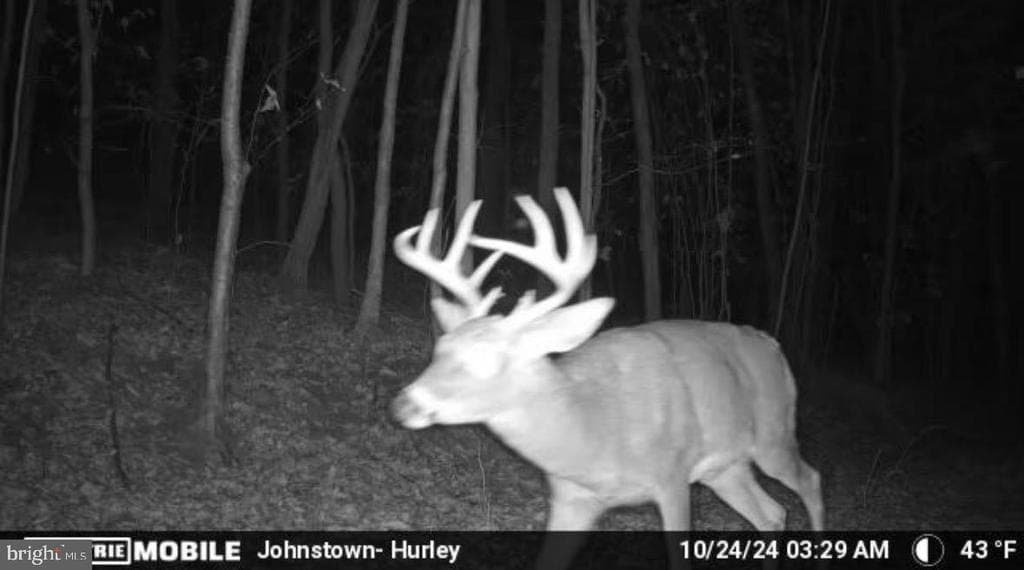 Property photo #105 for 170.2+/- Acres Coon Ridge Rd, Johnstown, PA 15901