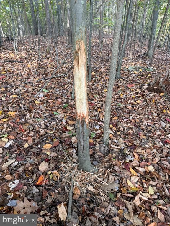 Property photo #106 for 170.2+/- Acres Coon Ridge Rd, Johnstown, PA 15901