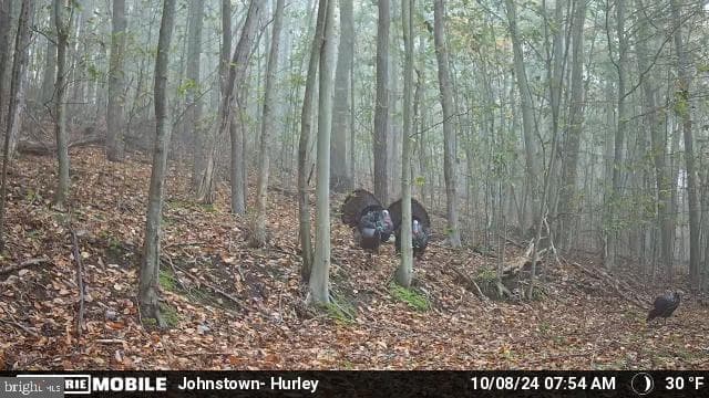 Property photo #97 for 170.2+/- Acres Coon Ridge Rd, Johnstown, PA 15901